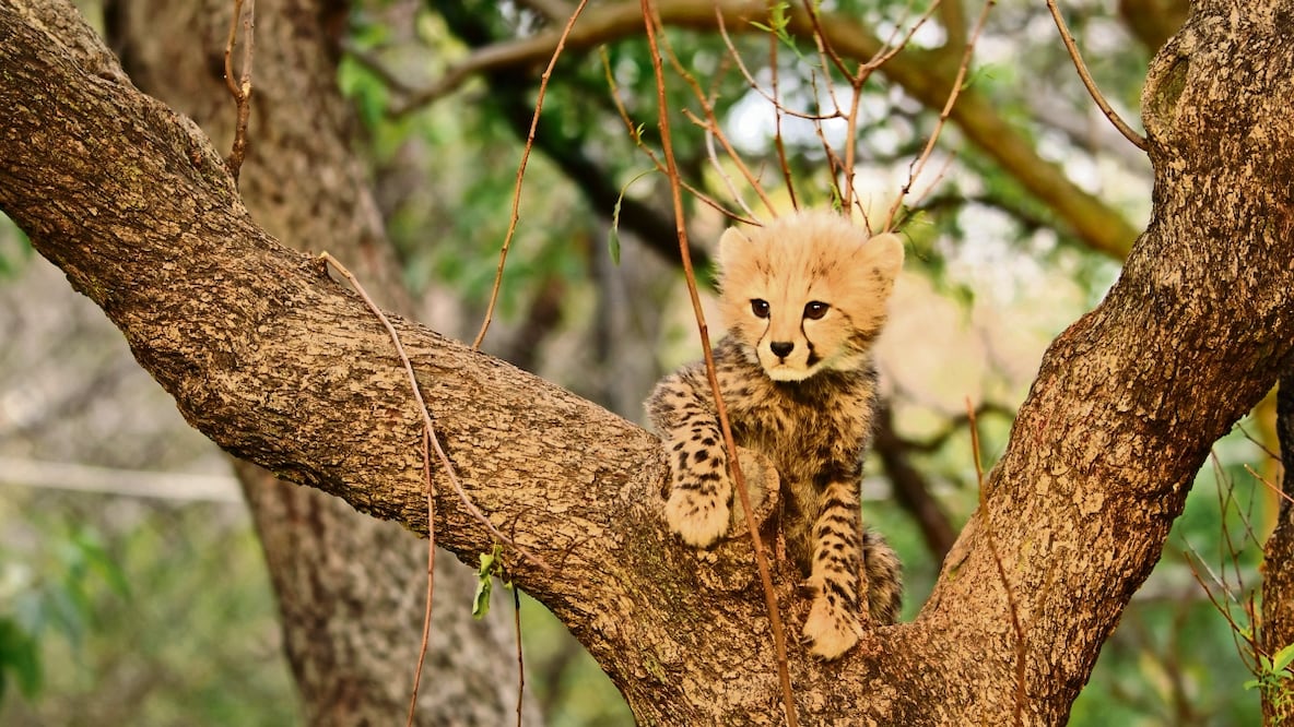 Una cría de guepardo, entre los rescates. Foto: Apple TV