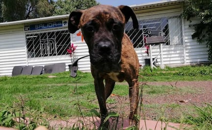 ¡Adopción perruna! El Metro prepara festival musical para donar croquetas y adoptar perritos rescatados en las vías 