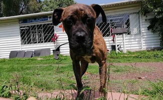 SSC y Metro de la Ciudad de México alistan jornada de adopción de perros y gatos; conoce dónde y cuándo