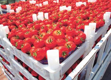 Dan jaque al arancel de jitomate mexicano