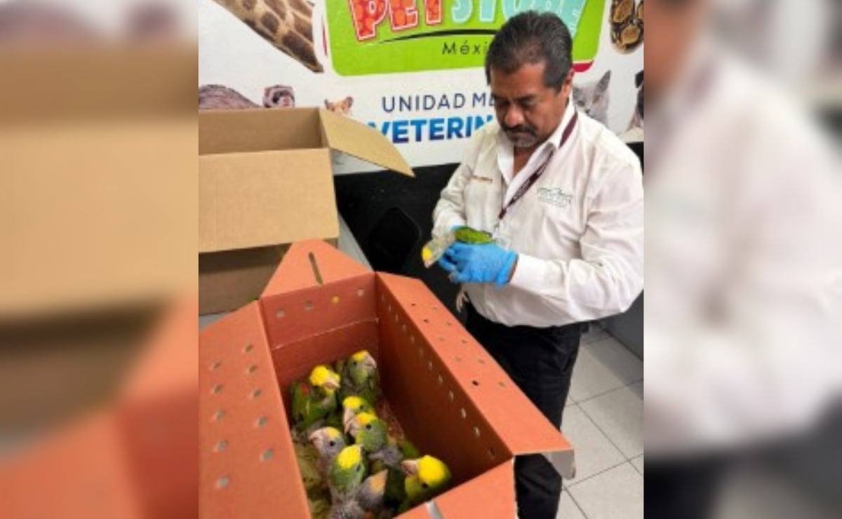 ⚠️? Detienen a estadounidense que intentaba cruzar la frontera con 9 loros cabeza amarilla