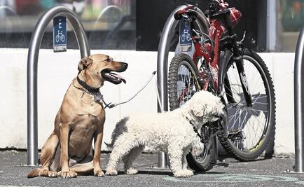 Cómo un cáncer transmisible se ha convertido en un parásito del perro