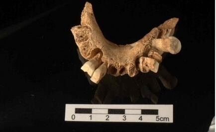 Hallan evidencia de higiene oral entre los homínidos