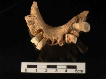 Hallan evidencia de higiene oral entre los homínidos