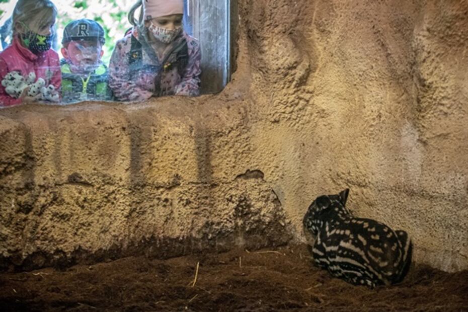 Zoológico de Praga reabre con nuevas especies exóticas nacidas en cuarentena