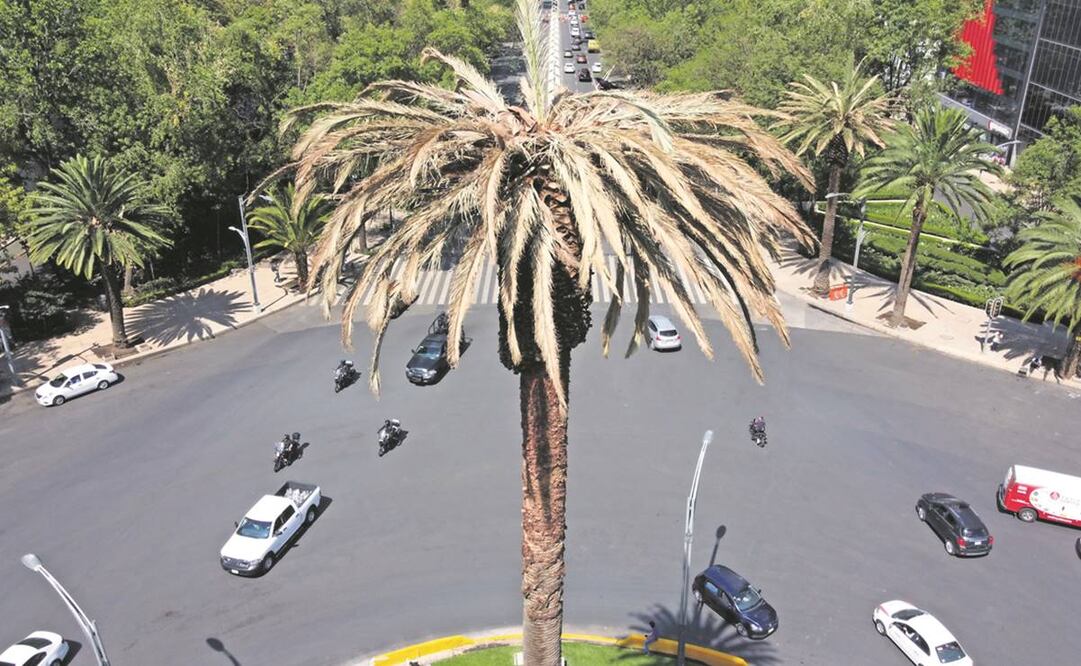 Como parte del estudio que alistan investigadores, se menciona que el hongo que dañó a la palma surgió de manera natural y no por una corresponsabilidad de las autoridades. Foto: Diego Prado/EL UNIVERSAL