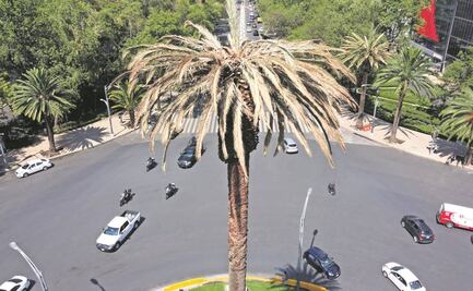 Niegan descuido en palma de Reforma; hongo se detectó el 5 de abril