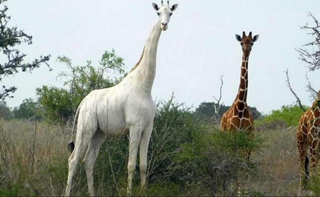 El color blanco en las jirafas se debe a una condición genética llamada leucismo. Foto: Ishaqbini Hirola Community Conservancy
