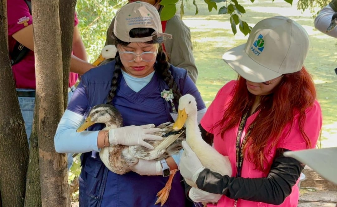 Comienzan rehabilitación y recuperación del lago del Parque Ecológico Huayamilpas. Foto:especial