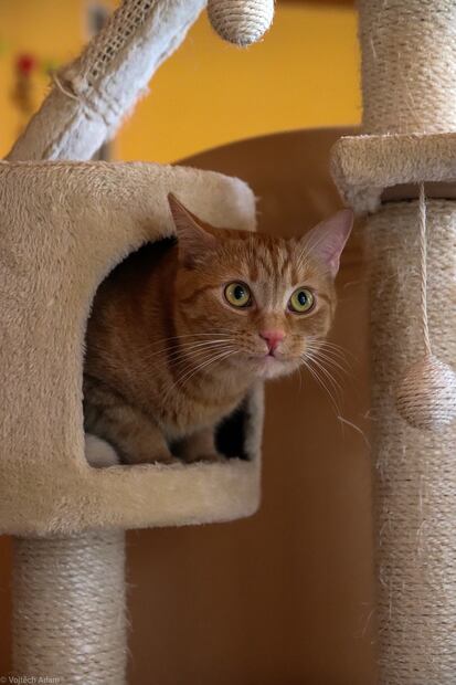 Rascadores para gatos. Fuente: Pixabay