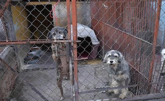 Refugio Franciscano: Varios animales rescatados tienen problemas de salud, señala Brigada de Vigilancia Animal; algunos presentan tumores