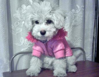 Invierte en un seguro para tu mascota