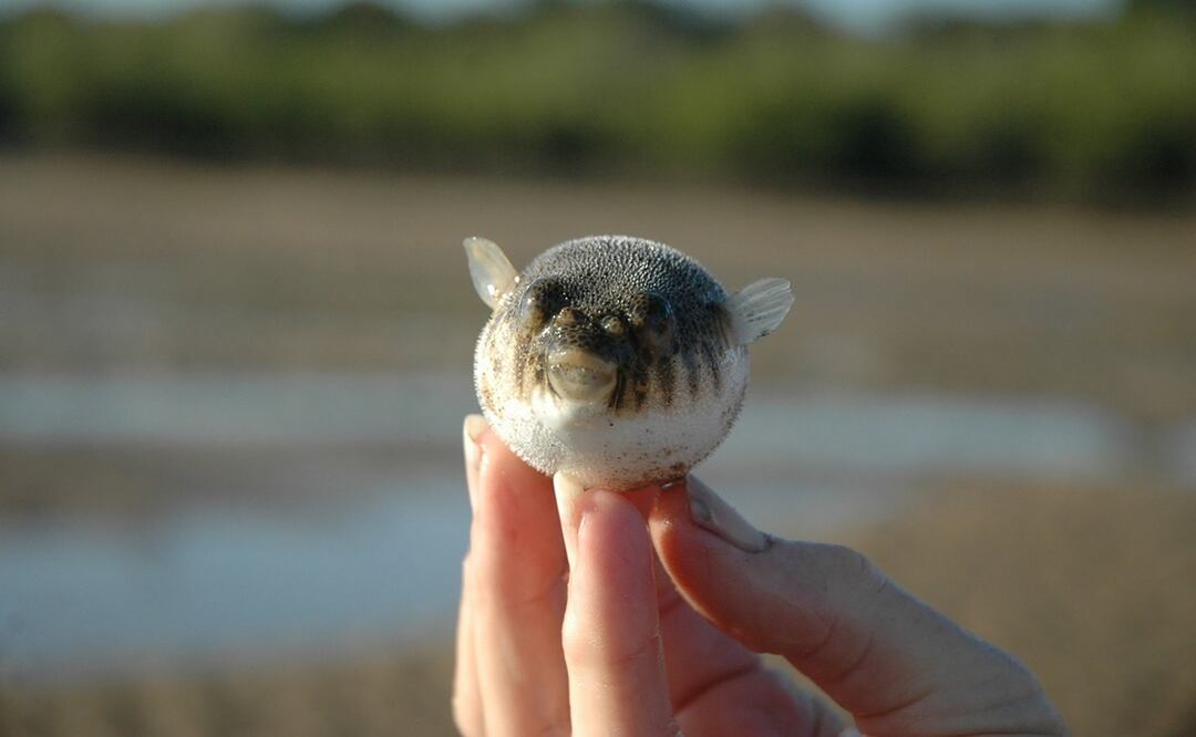 Una pareja experimentó dificultades respiratorias tras comer un pez globo. Foto: Ilustrativa. Pixabay
