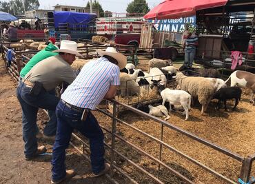 Incertidumbre priva en el mercado de animales en Ozumba ante actividad del Popocatépetl