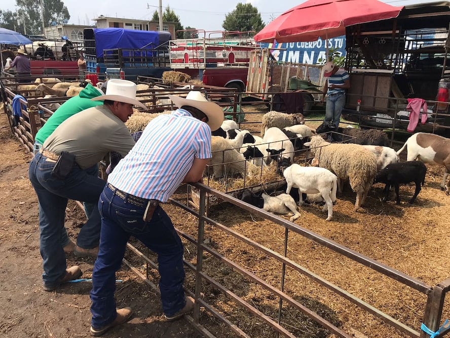 Mercado de animales en Ozumba: priva la desinformación por la actividad del volcán. Foto. Emilio Fernández