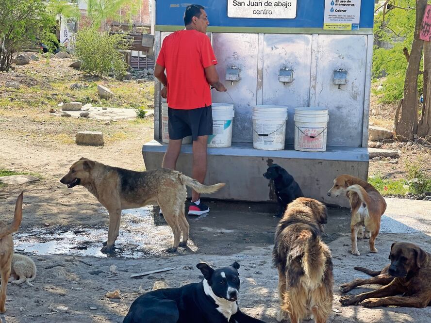 Juan procura a alrededor de 70 perros que recogió de la calle; su nobleza nació hace 15 años cuando empezó a brindar vivienda y alimento a los canes sin dueño. Foto: Xóchitl Álvarez / EL UNIVERSAL