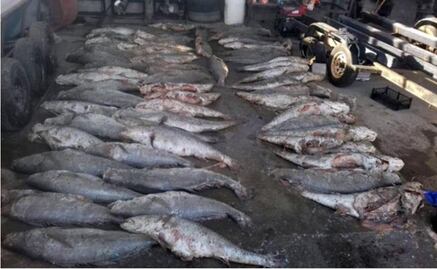 Mexico, China, and the United States are against Totoaba illegal trafficking