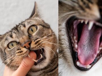 Estos son los remedios caseros para curar la gingivitis en gatos, según especialista