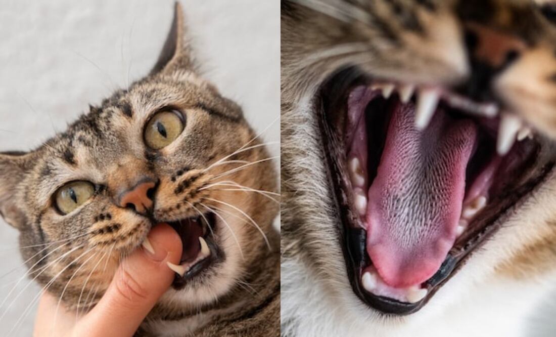 La gingivitis es un problema frecuente en los gatos que afecta negativamente su calidad de vida. Fuente: Freepik.