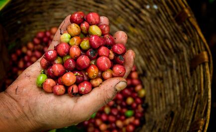 NESCAFÉ y su compromiso con la industria cafetalera
