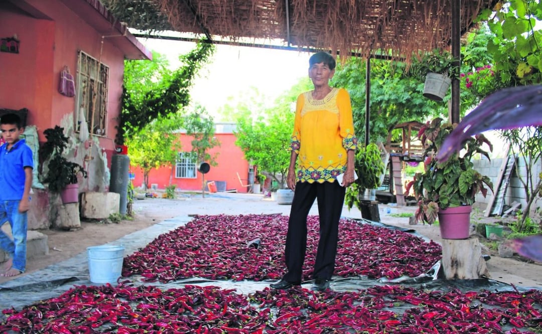 Ofelia Elizalde es madre, abuela y, además de cardenchera, es campesina. Ella y su esposo cuidan de un rancho donde también les prestan tierra para sembrar chile. Foto: Francisco Rodríguez