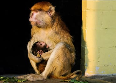 Nace un mono patas en el Zoológico de San Juan de Aragón