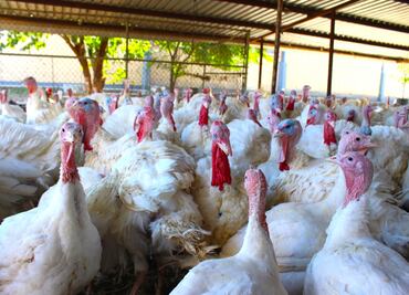 Sacrifican 26 mil 500 pavos por brote de gripe aviar H5N1 en Hungría