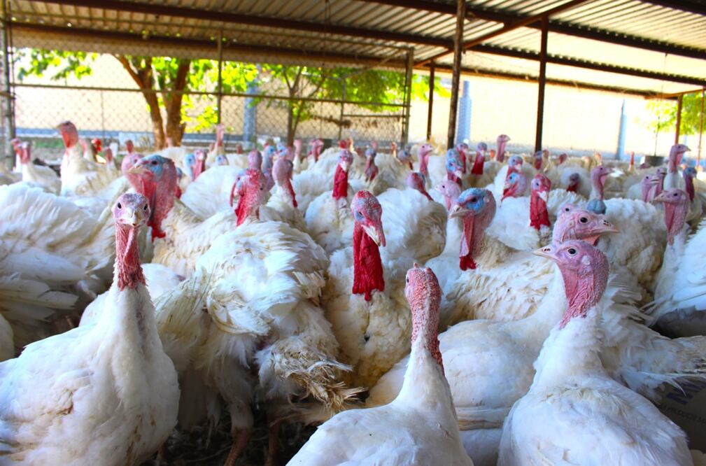 En lo que va de año, se han detectado en Hungría 63 casos y se sacrificaron casi un millón de animales de granja.