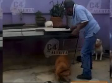 Video. Captan a hombre golpeando con un palo a un perro encadenado
