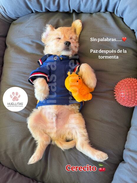 Cerecito. Foto: Huellitas, amor sin fronteras