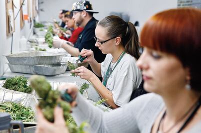 GDF anuncia foros por marihuana medicinal