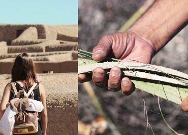 Descubre el sotol, una bebida "desértica"
