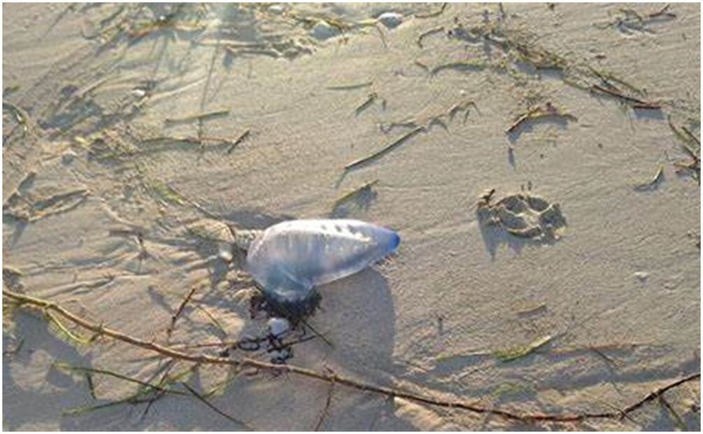 Debido a los frentes fríos en la Península de Yucatán, las medusas se acercan más a la orilla del mar (19/12/2024). Foto: Especial