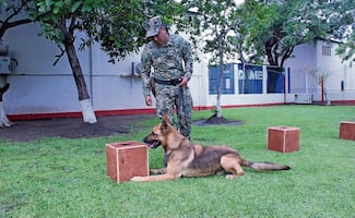 Hacen equipo para detectar sustancias prohibidas; ellos son Jareta, Juno, Izmir, Bundas, Bern, Hobbit y Kore