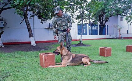Hacen equipo para detectar sustancias prohibidas; ellos son Jareta, Juno, Izmir, Bundas, Bern, Hobbit y Kore