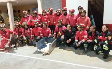 "Dayko", perro rescatista muere al cumplir su deber en Ecuador