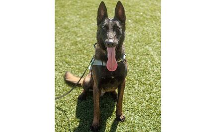 Buscan nombre para perrito que fue entrenado para detectar Covid-19 en Sonora