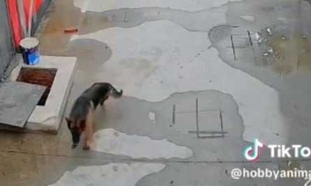 Perrito cae a coladera y su compañero de paseo le salva la vida de esta ingeniosa manera