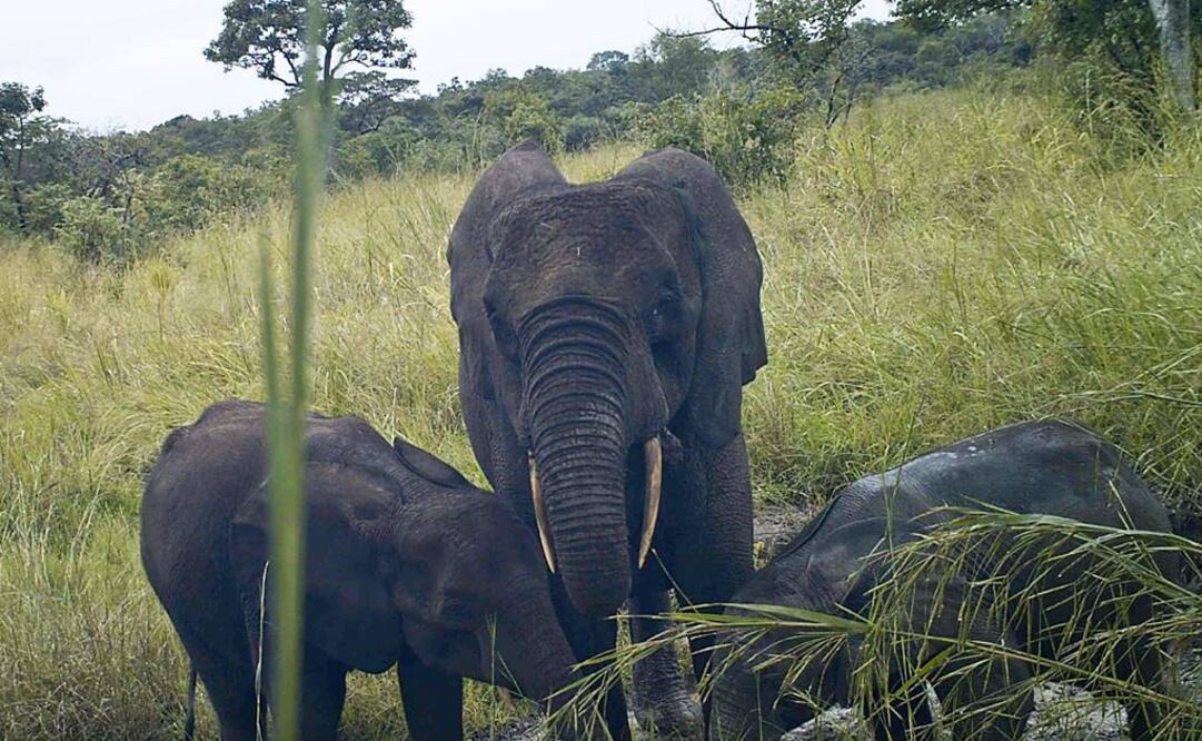 Elefantes del bosque en un área remota en el estado de Western Equatoria, en Sudán del Sur. Foto: AP