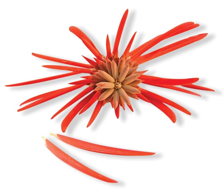 Foto: Colorín, Ediciones Larousse