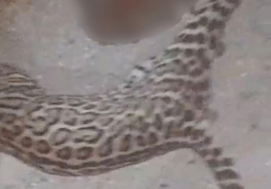 Trasladan ocelote al Parque Zoológico del Bicentenario Animaya. Foto: Especial