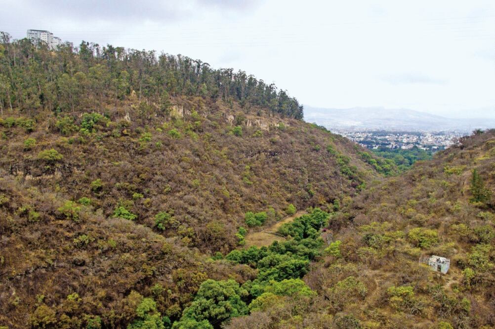 Las 78 hectáreas están ubicadas en la Loma de Santa María, al surponiente de la ciudad, y son el principal pulmón de la capital michoacana (Fotos: RODOLFO AYALA Y ESPECIAL)