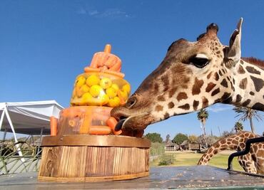 Jirafa Benito se alimenta de pastel y helado de manzana con zanahoria en Africam Safari