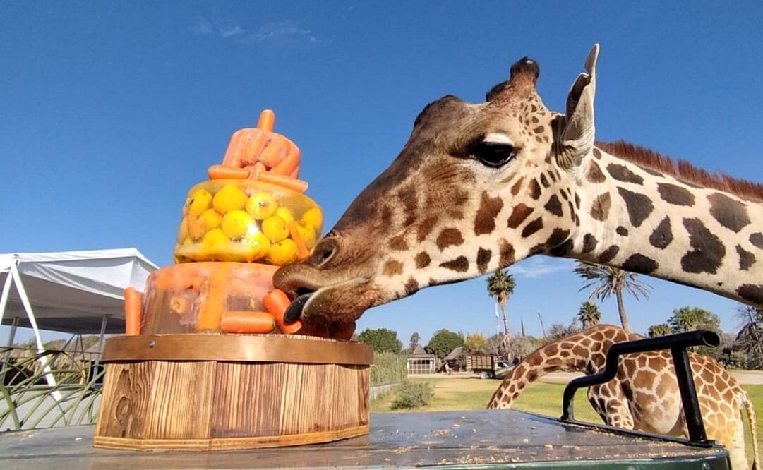 La jirafa Benito disfruta su estancia en Africam Safari. Foto: X @GregoryCamacho
