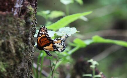 Lanzan estrategia para preservar hábitat de Mariposa Monarca