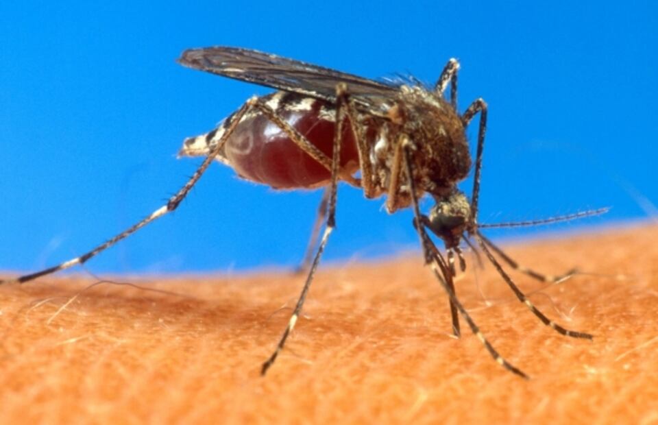 A más ciudades, más mosquitos transmisores de infecciones