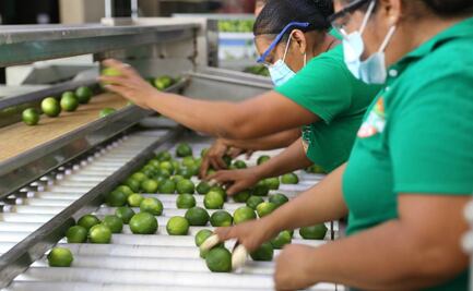 Cítricos yucatecos se abren paso hacia el mercado Internacional
