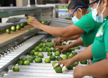 Cítricos yucatecos se abren paso hacia el mercado Internacional