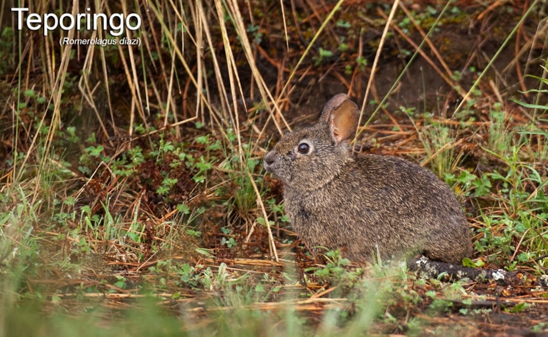 The scientific name of this tiny short-eared rabbit is Romerolagus diazi, given in honor of Matías Romero, an ambassador of Mexico in Washington DC - Photo: Taken from CONABIO's official Twitter page