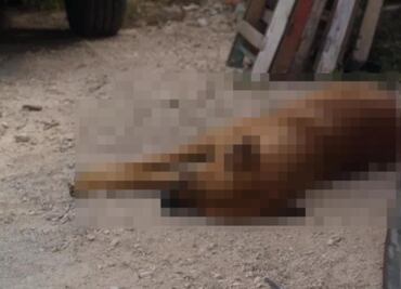 Se registra nueva masacre de perritos en Yucatán; 5 lomitos fueron envenenados
